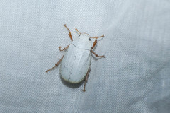 Cyphochilus apicalis