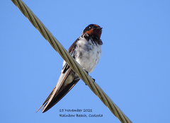 Hirundo rustica gutturalis