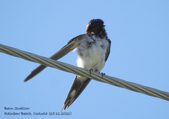 Hirundo rustica gutturalis