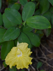 Monocostus uniflorus