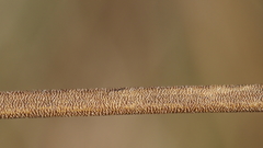Juncus rugulosus