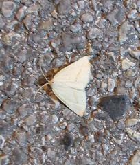 Lychnosea intermicata