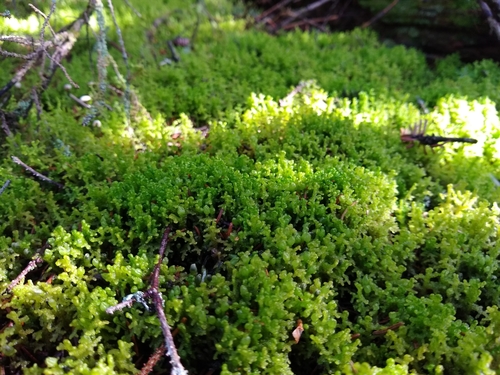 Smarts Brook Trail