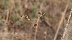Juncus rugulosus