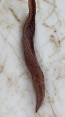 Australopacifica spectabilis