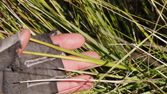 Juncus rugulosus