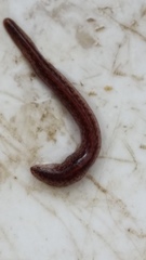 Australopacifica spectabilis