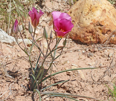 Calochortus ciscoensis