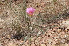 Calochortus ciscoensis