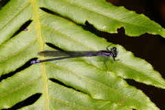 Argia sordida