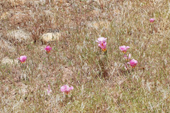 Calochortus ciscoensis