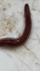 Australopacifica spectabilis