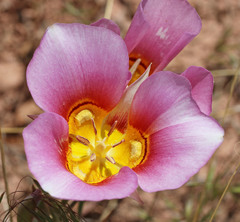 Calochortus ciscoensis