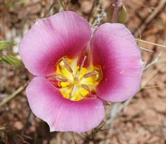 Calochortus ciscoensis