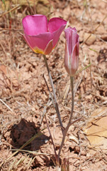 Calochortus ciscoensis