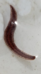 Australopacifica spectabilis