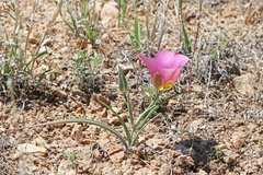 Calochortus ciscoensis