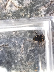 Clarkhydrus corvinus