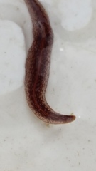 Australopacifica spectabilis