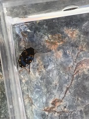 Clarkhydrus corvinus