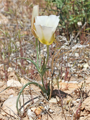 Calochortus ciscoensis