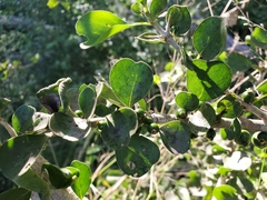 Randia obcordata