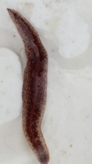 Australopacifica spectabilis