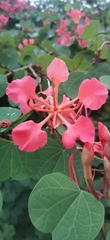 Bauhinia galpinii