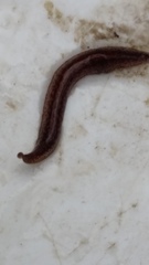 Australopacifica spectabilis