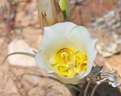 Calochortus ciscoensis
