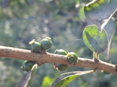 Randia obcordata