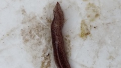 Australopacifica spectabilis