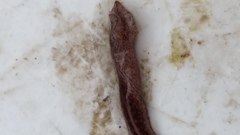 Australopacifica spectabilis