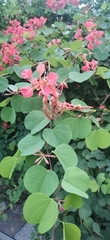 Bauhinia galpinii