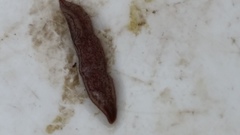 Australopacifica spectabilis