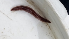 Australopacifica spectabilis