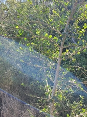 Randia obcordata