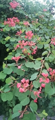 Bauhinia galpinii