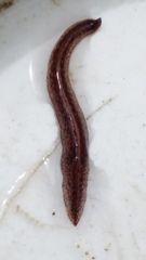 Australopacifica spectabilis