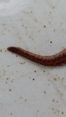 Australopacifica spectabilis