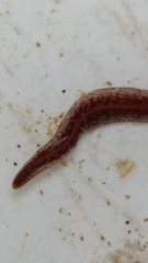 Australopacifica spectabilis