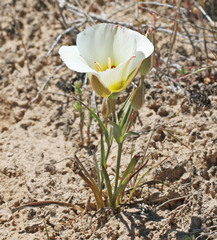 Calochortus ciscoensis