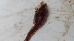 Australopacifica spectabilis