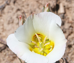 Calochortus ciscoensis