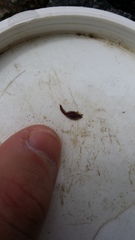 Australopacifica spectabilis