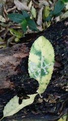 Liriomyza flavolateralis