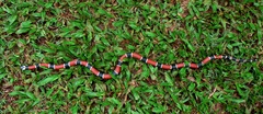Micrurus corallinus