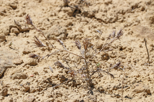 Cordylanthus kingii ssp. densiflorus