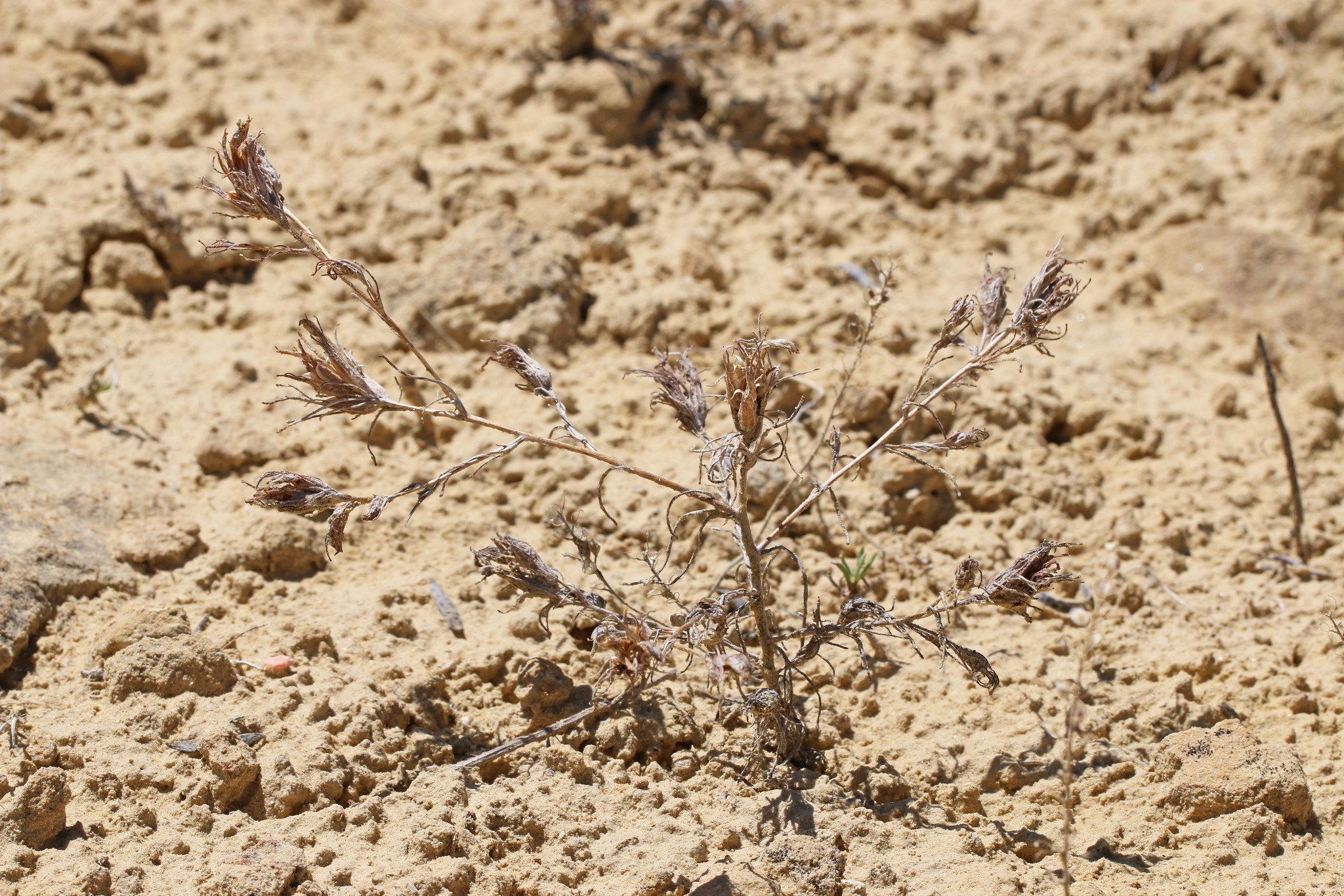 Cordylanthus kingii ssp. densiflorus
