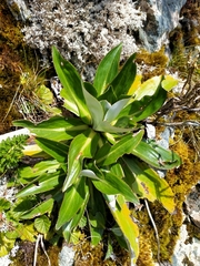 Celmisia holosericea